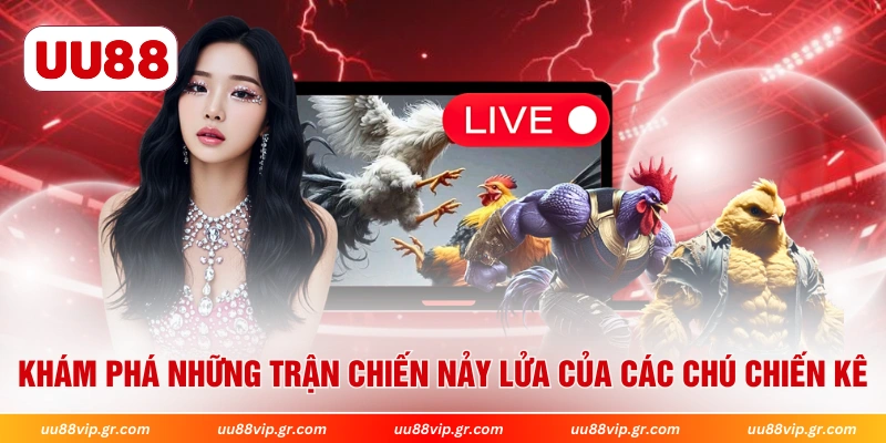 Khám phá những trận chiến nảy lửa của các chú chiến kê 